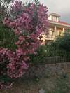 Гостевой дом Guest House Villa Roza Гагра-6
